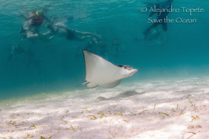 Eagle Ray with snorkelers, Akumal Mexico by Alejandro Topete 